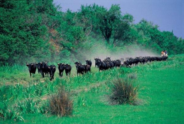 アルル Joli Mazet Provencal De Camargueヴィラ エクステリア 写真